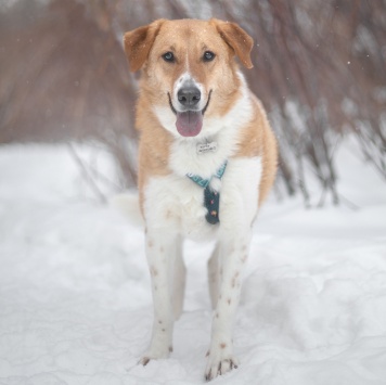 Собаки в добрые руки - Ряженка - 3