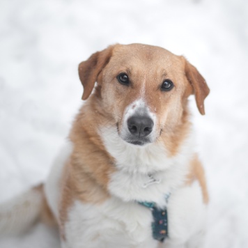 Собаки в добрые руки - Ряженка - 4