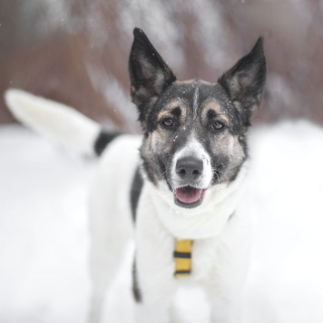 Собаки в добрые руки - Сода