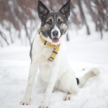 Собаки в добрые руки - Сода - 1