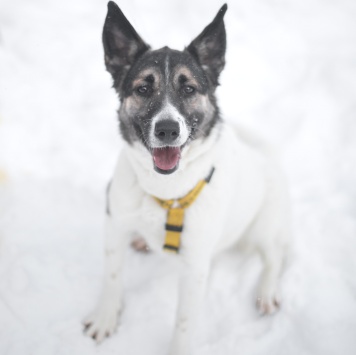 Собаки в добрые руки - Сода - 2