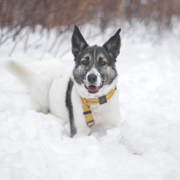 Собаки в добрые руки - Сода - 3