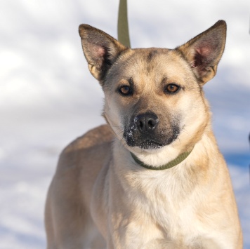 Собаки в добрые руки - Мэни