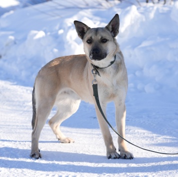 Собаки в добрые руки - Мэни - 2