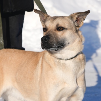 Собаки в добрые руки - Мэни - 3