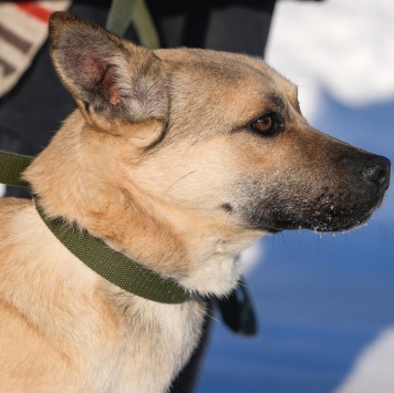 Собаки в добрые руки - Мэни - 4