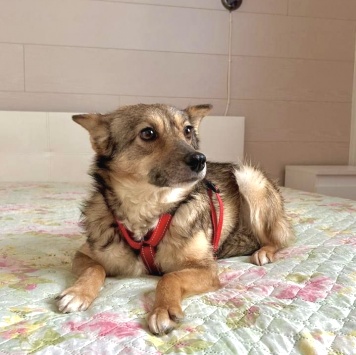 Собаки в добрые руки - Люси - 1