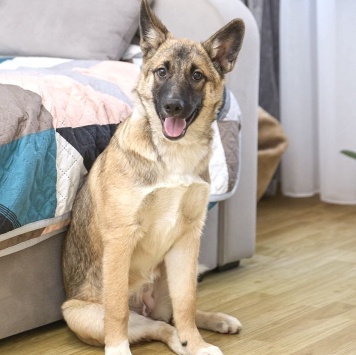 Молли - Собаки в добрые руки