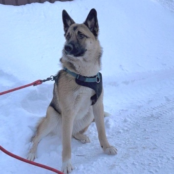 Собаки в добрые руки - Молли - 1