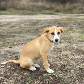 Собаки в добрые руки - Мила