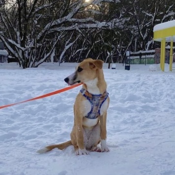 Собаки в добрые руки - Мила - 1