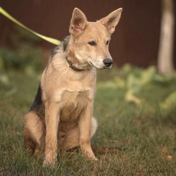 Собаки в добрые руки - Леон