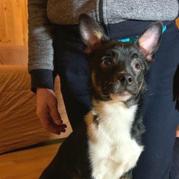 Собаки в добрые руки - Куки