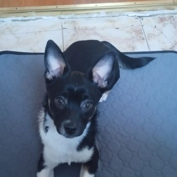 Собаки в добрые руки - Куки - 1