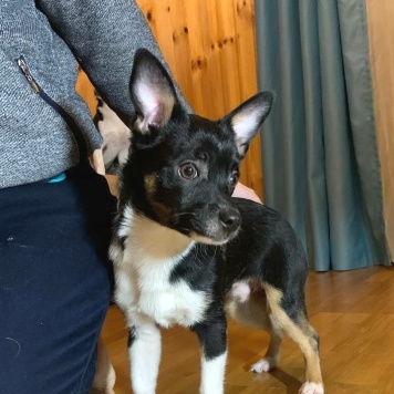 Собаки в добрые руки - Куки - 2