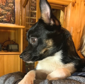 Собаки в добрые руки - Куки - 3