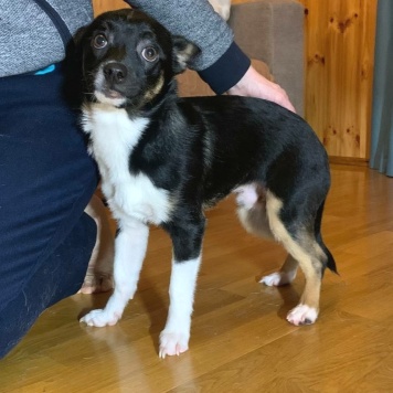 Собаки в добрые руки - Куки - 4