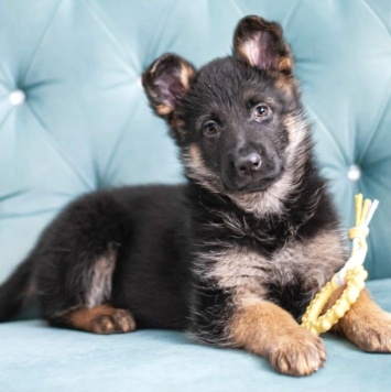 Айрис - Собаки в добрые руки
