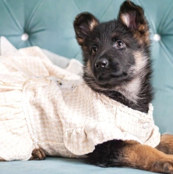 Собаки в добрые руки - Айрис - 1