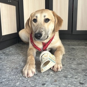 Собаки в добрые руки - Бруно