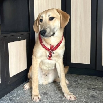 Собаки в добрые руки - Бруно - 1