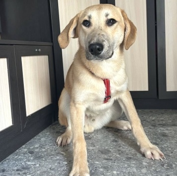 Собаки в добрые руки - Бруно - 2