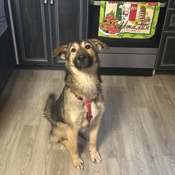 Собаки в добрые руки - Джули