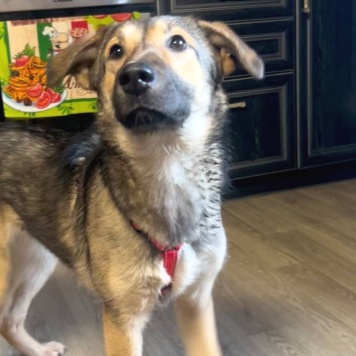 Собаки в добрые руки - Джули - 1