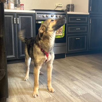 Собаки в добрые руки - Джули - 2