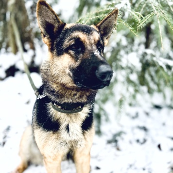 Собаки в добрые руки - Велес - 1