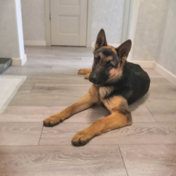 Собаки в добрые руки - Велес - 3