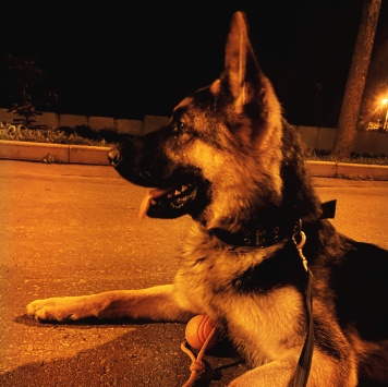 Собаки в добрые руки - Велес - 4