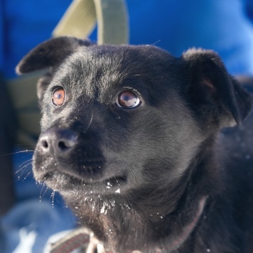 Собаки в добрые руки - Мишель