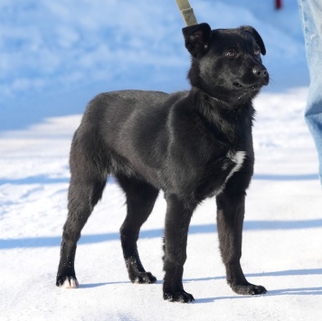 Собаки в добрые руки - Мишель - 1