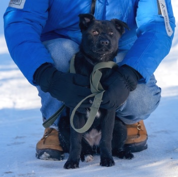 Собаки в добрые руки - Мишель - 2