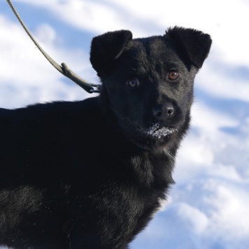 Собаки в добрые руки - Мишель - 3
