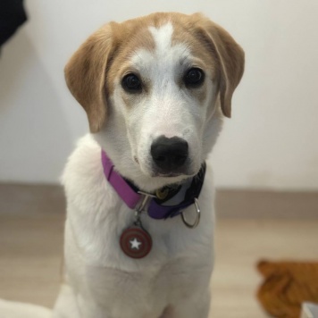 Лялька - Собаки в добрые руки