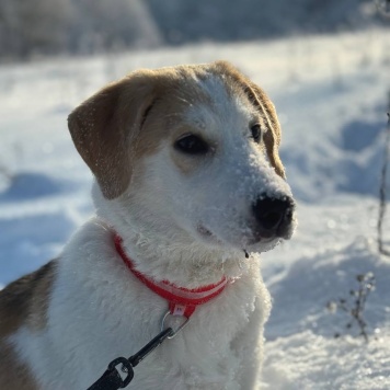 Собаки в добрые руки - Лялька - 1