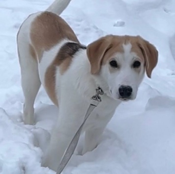 Собаки в добрые руки - Лялька - 2