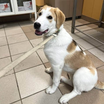 Собаки в добрые руки - Лялька - 4