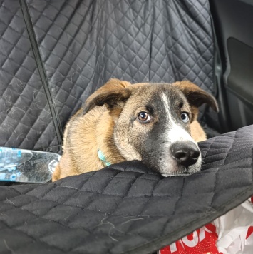 Собаки в добрые руки - Уна