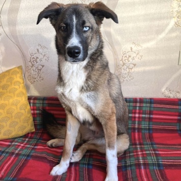 Собаки в добрые руки - Уна - 1