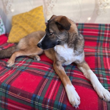 Собаки в добрые руки - Уна - 2