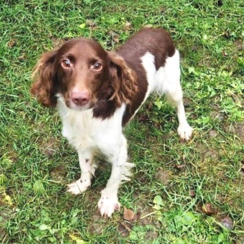 Собаки в добрые руки - Генри - 1