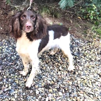 Собаки в добрые руки - Генри - 3