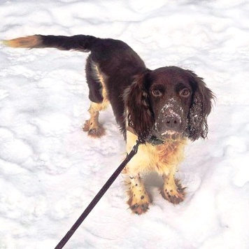 Собаки в добрые руки - Генри - 4