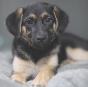 Собаки в добрые руки - Рури - 4