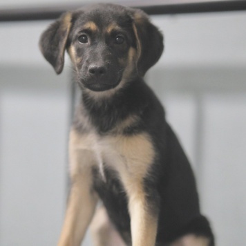 Собаки в добрые руки - Рури - 1