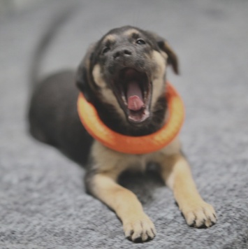 Собаки в добрые руки - Рури - 2