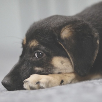 Собаки в добрые руки - Рури - 3